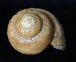 Ampullina sp. (FRUSSAC 1822) - Bild © FossNet FossilienStore
